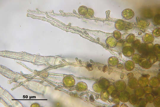 Image of dry calcareous bryum moss