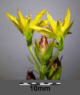 Imagem de Hypericum tetrapterum Fries