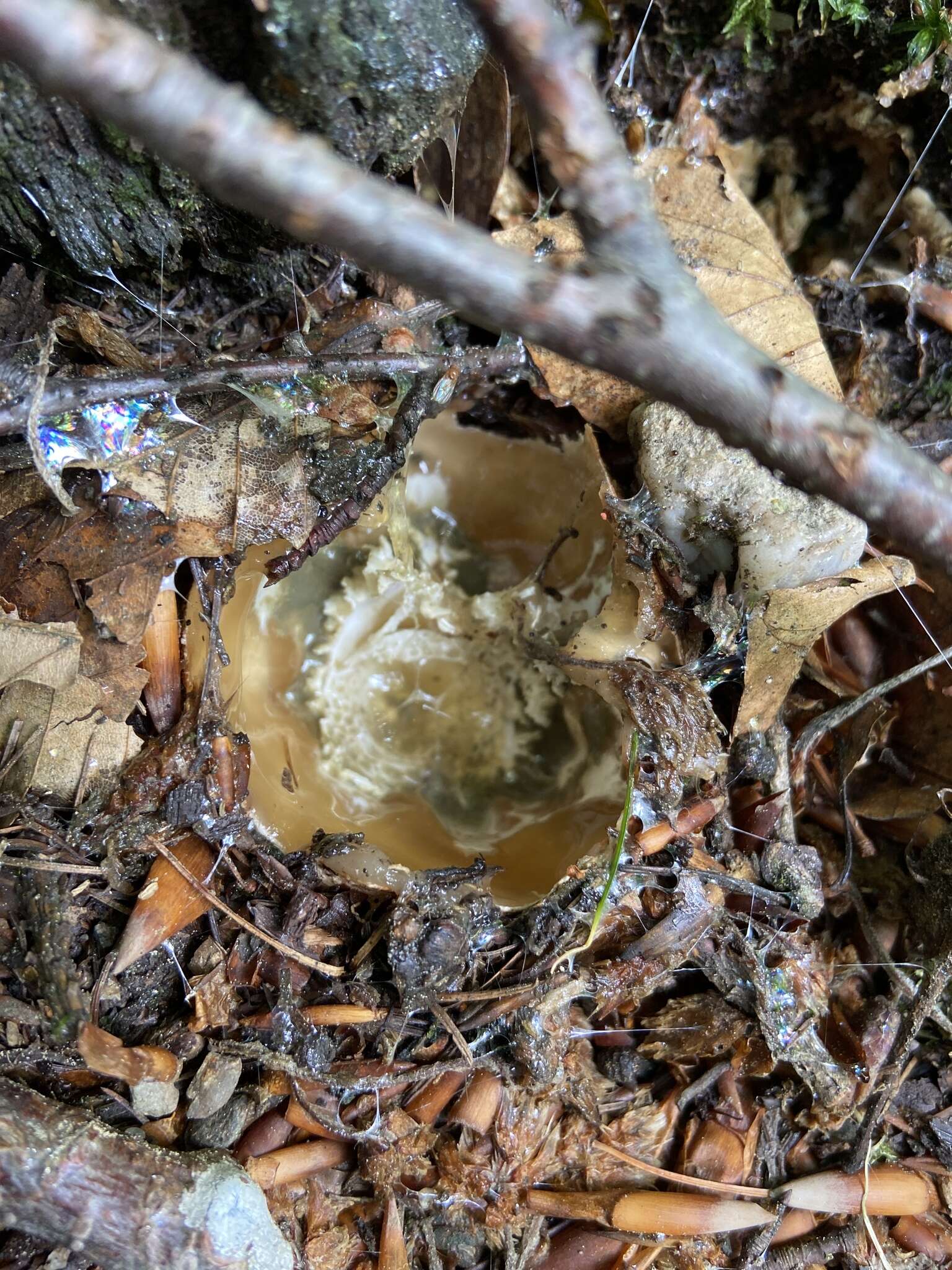 Image of Stinkhorn