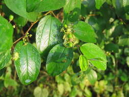 Image of Indian Jujube