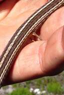 Image of Cape grass lizard