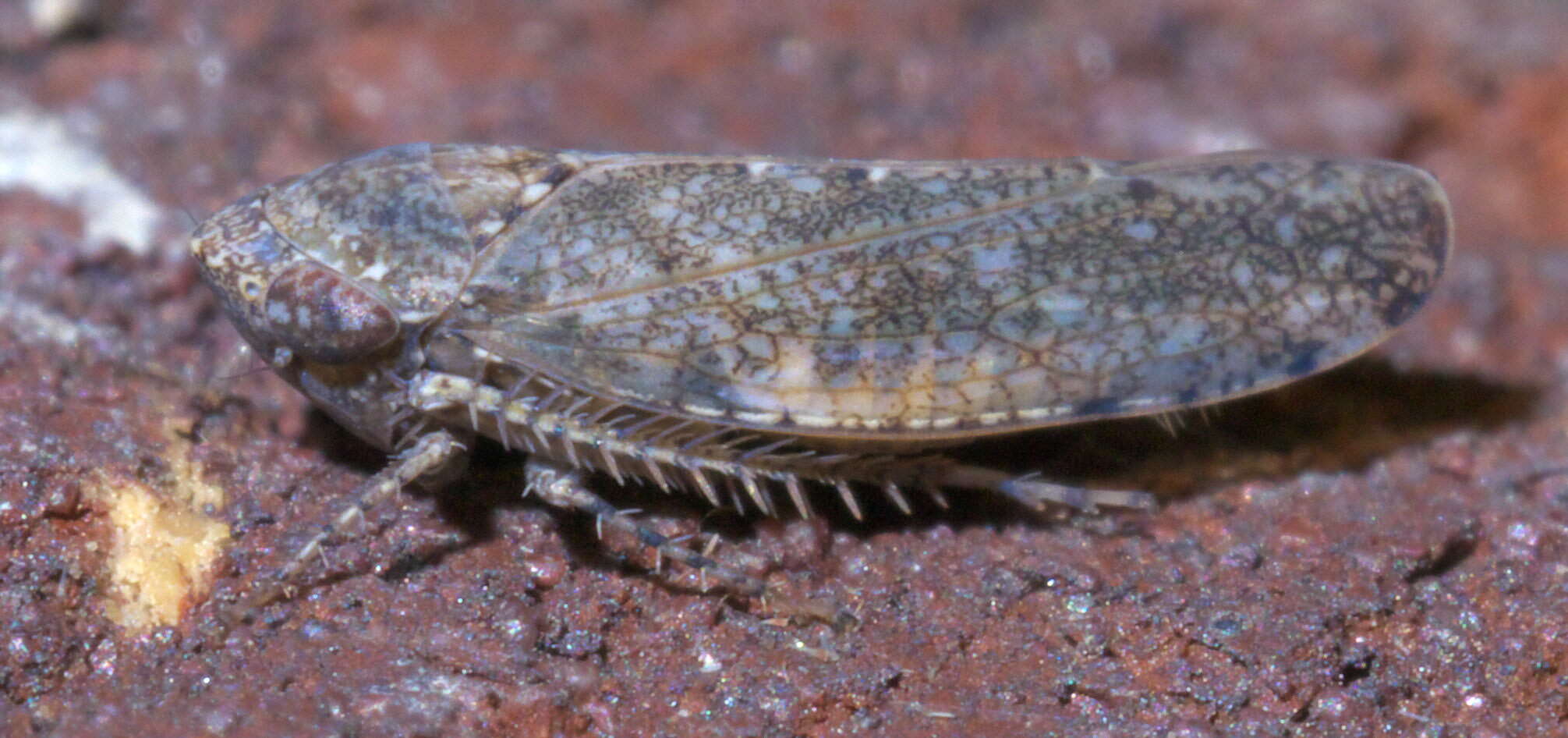 Image of Paraphlepsius