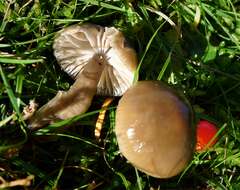 Imagem de Hygrocybe irrigata