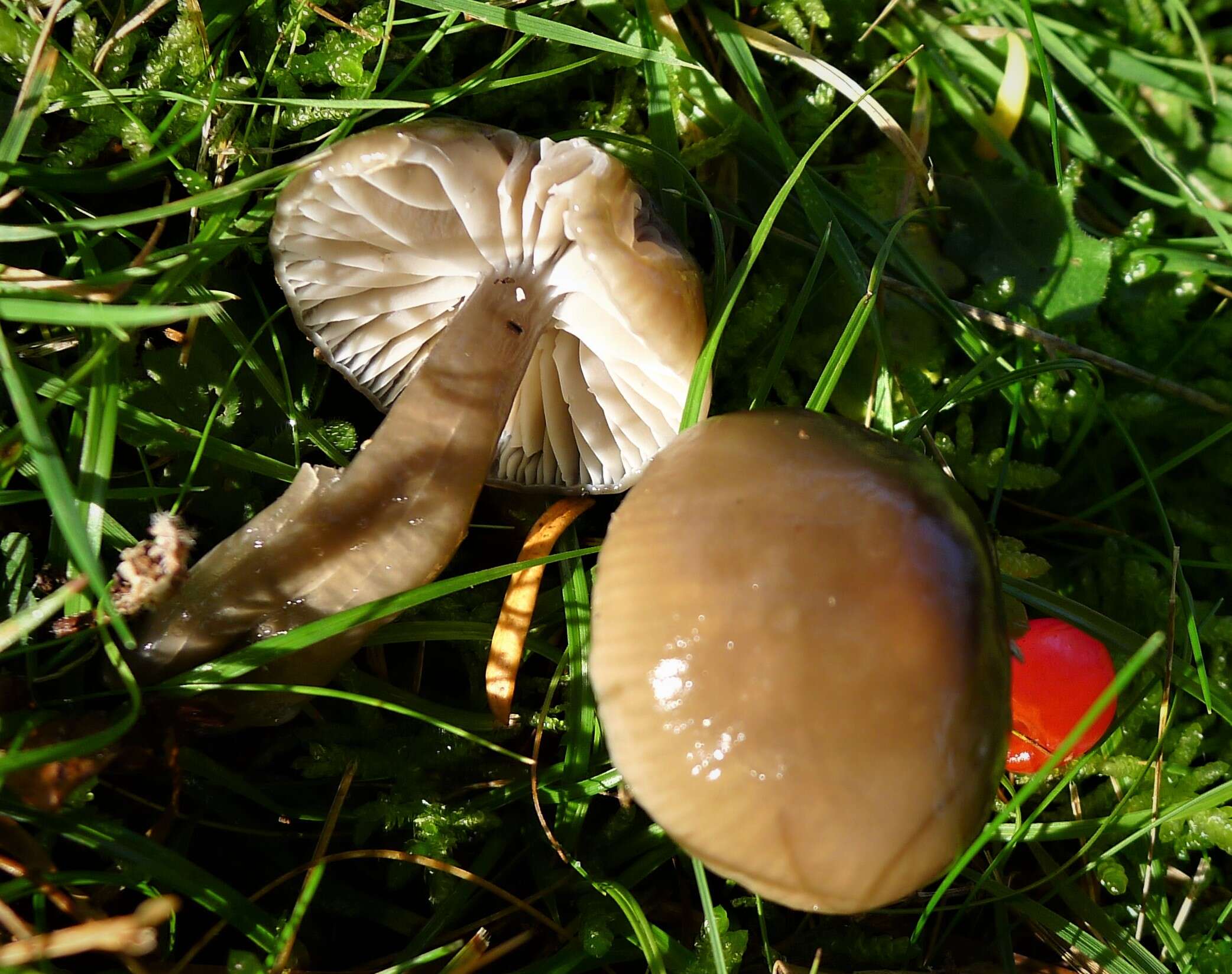 Imagem de Hygrocybe irrigata