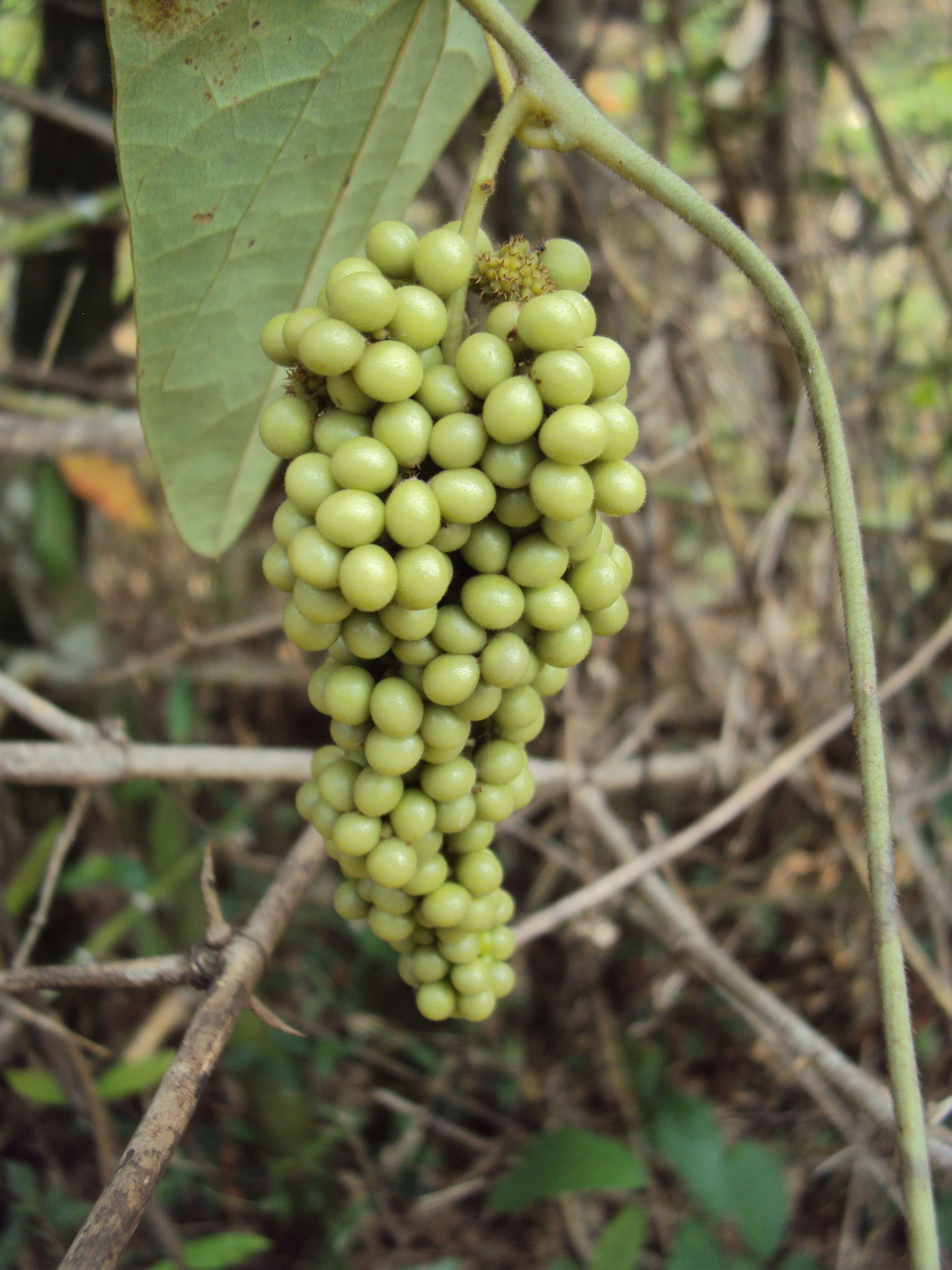 Image of Cyclea peltata Hook. fil. & Thoms.