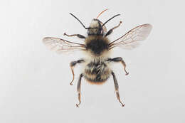 Image of Shrill carder bee