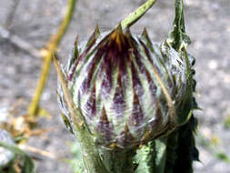 Image of Moor's Cotton Thistle