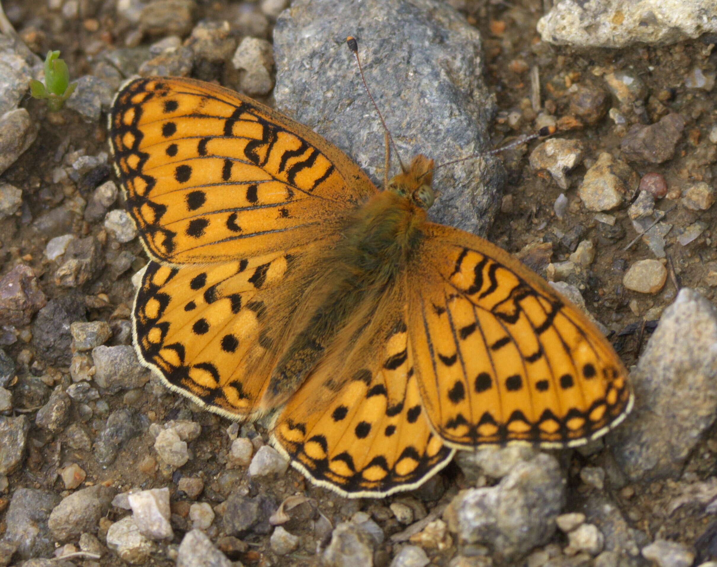 صورة Speyeria mormonia Boisduval 1869