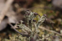 Image of cup lichen