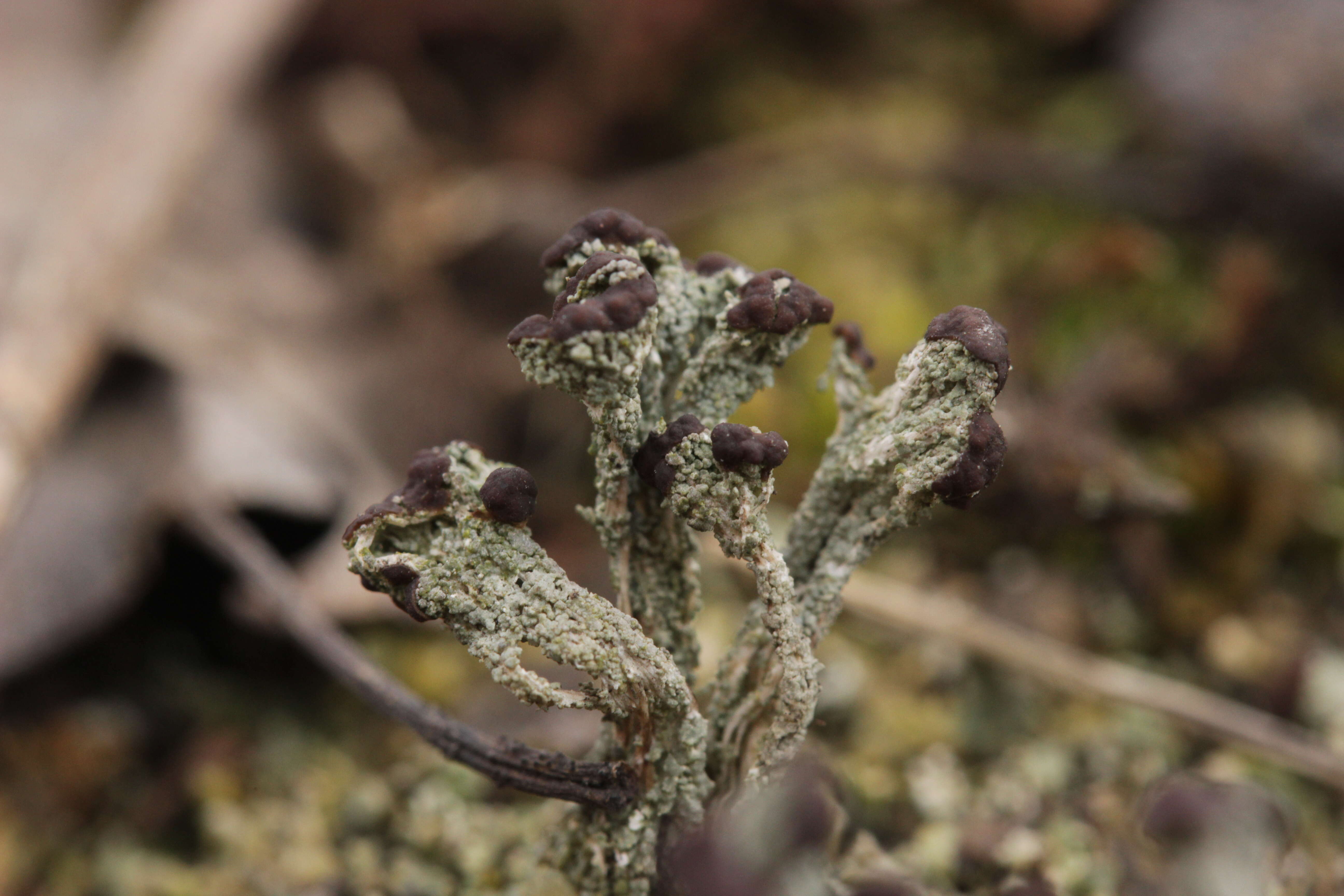 Image of cup lichen