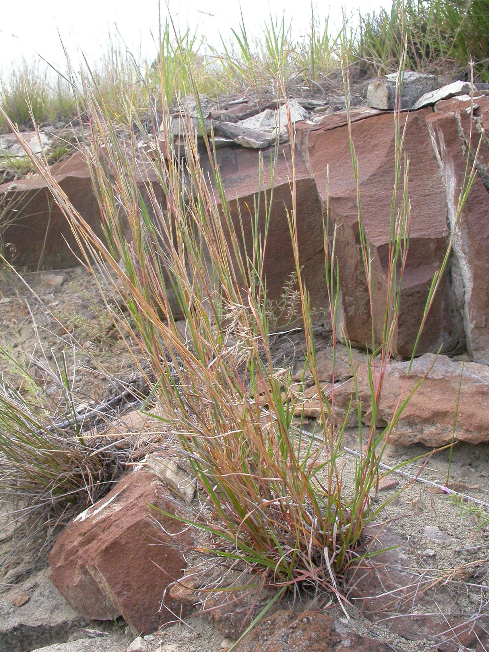 Imagem de Schizachyrium scoparium (Michx.) Nash