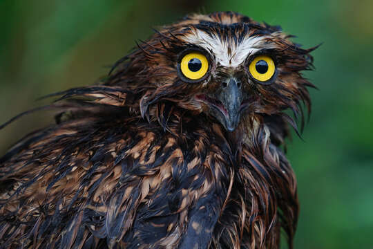 Image of Buffy Fish Owl