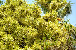 Image of Dracaena reflexa Lam.