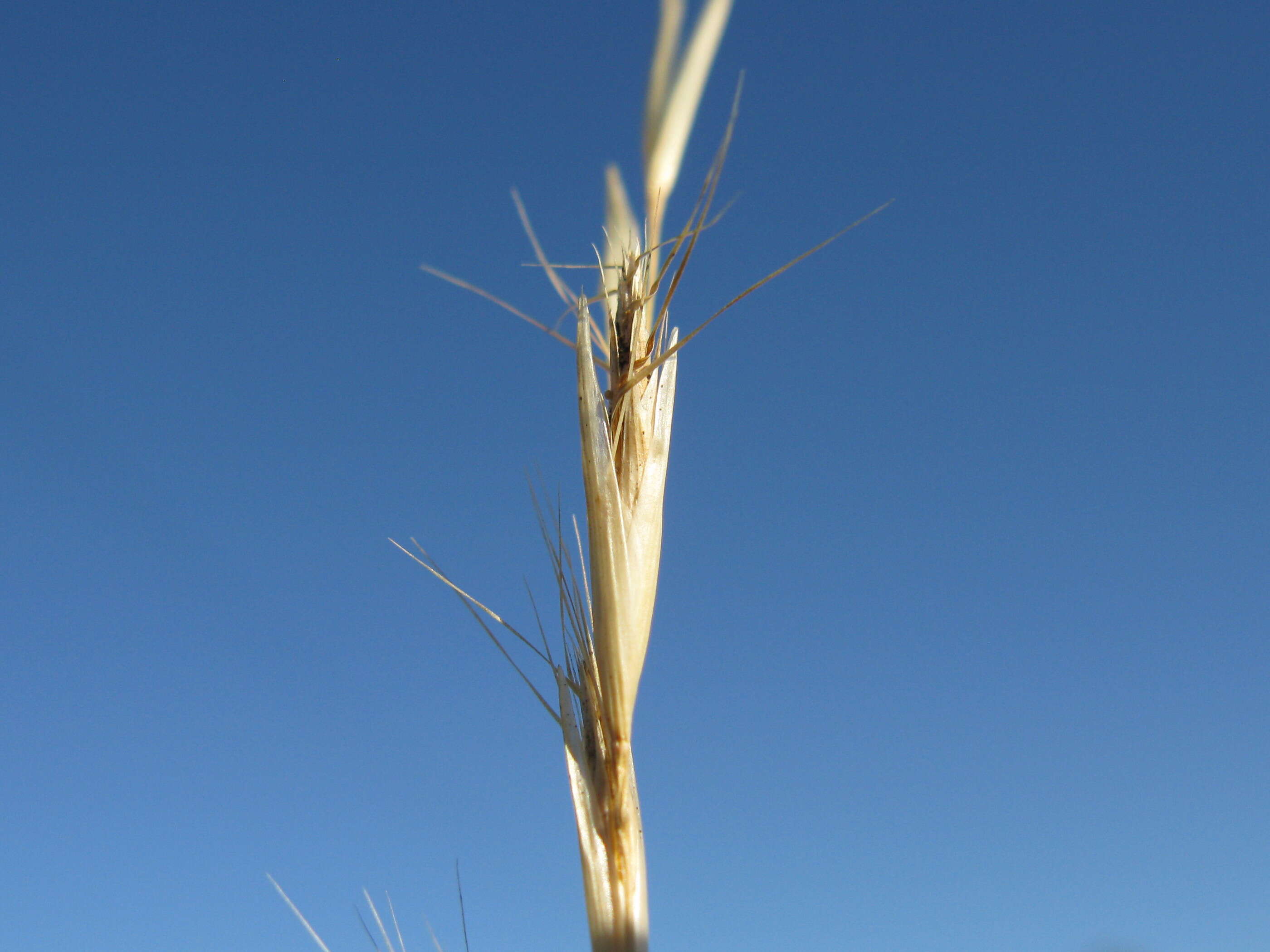 Plancia ëd Rytidosperma racemosum (R. Br.) Connor & Edgar