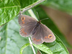 Image of woodland ringlet