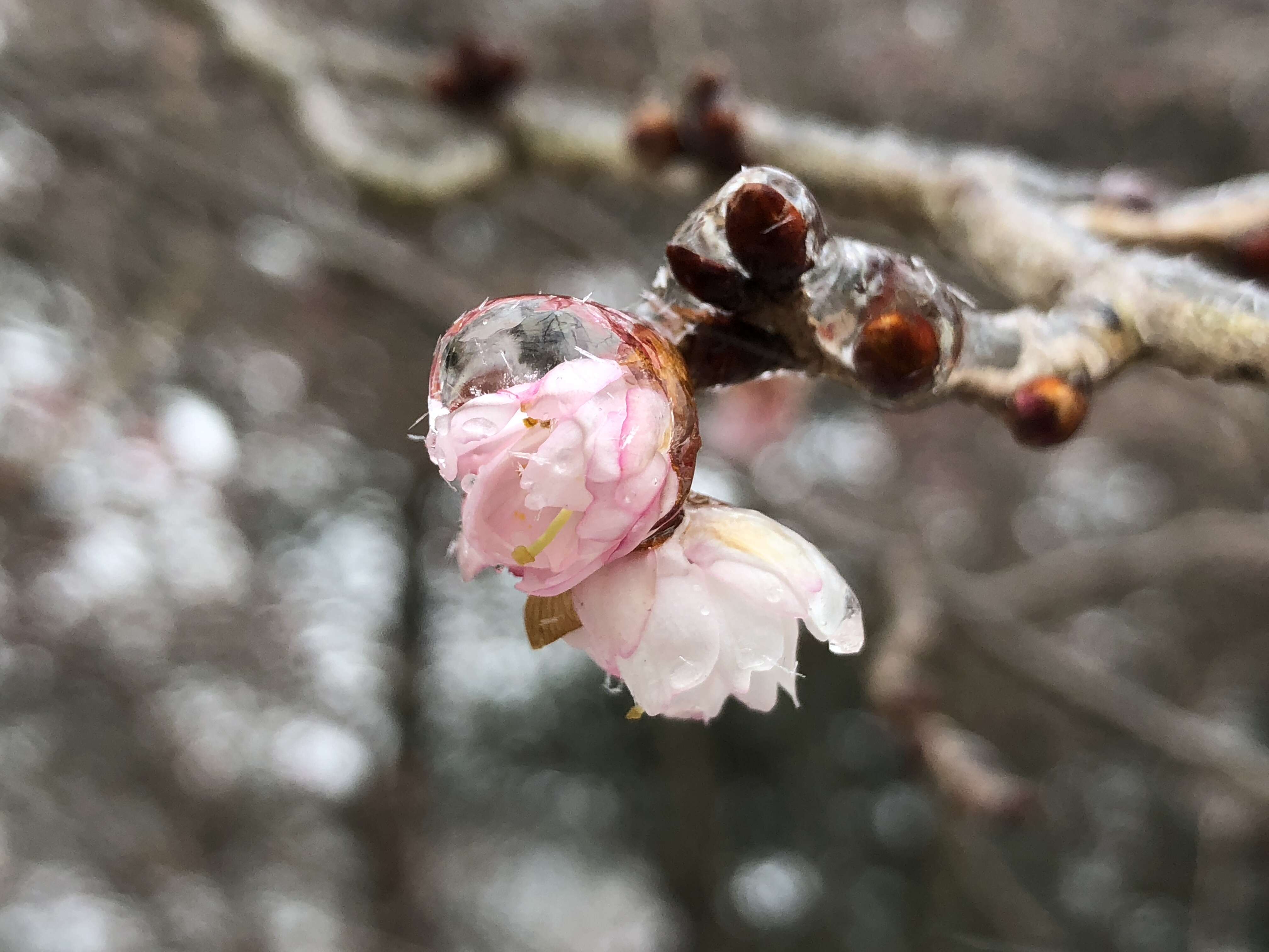 Plancia ëd Prunus subhirtella Miq.