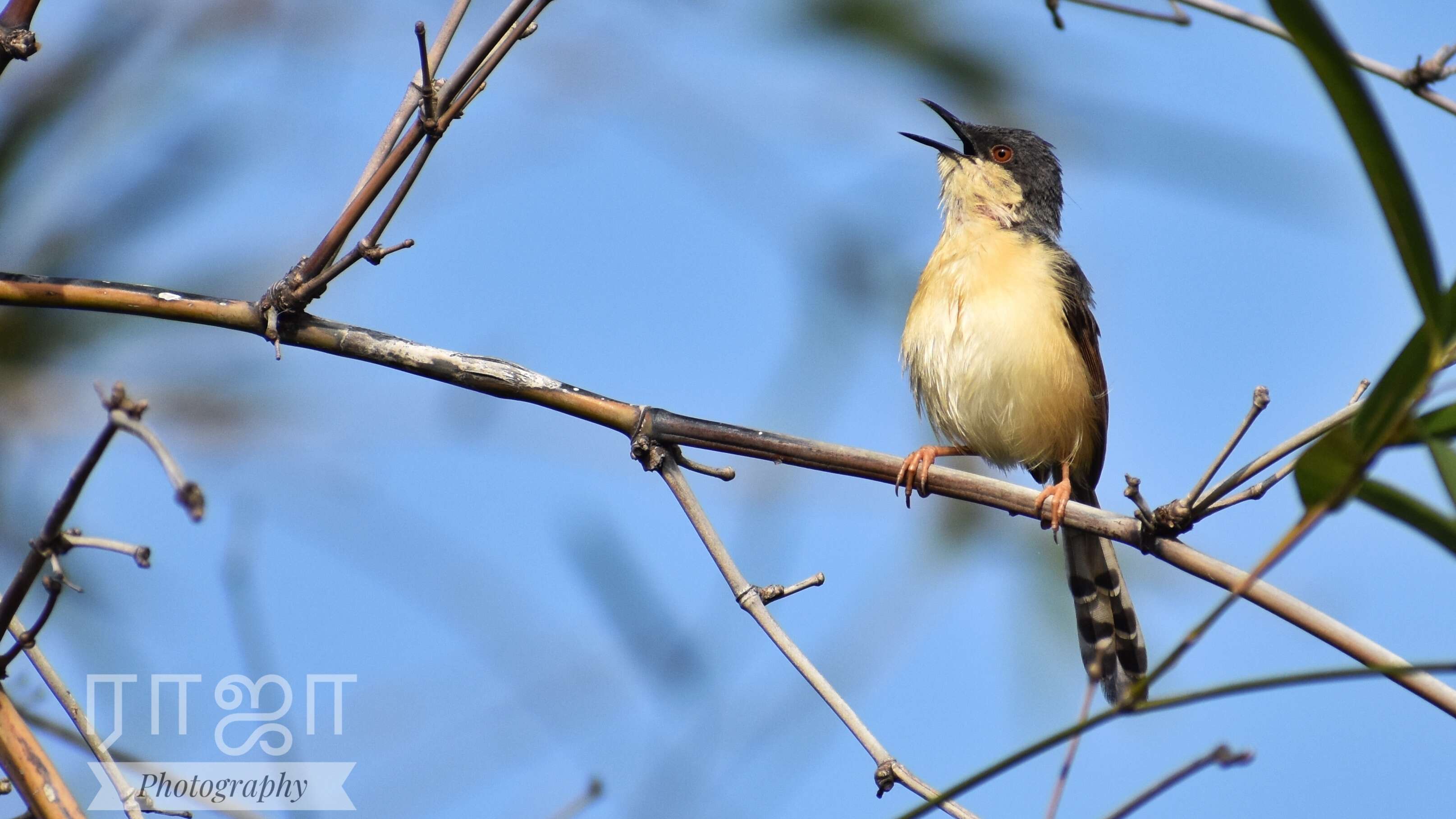 Image of Ashy Prinia