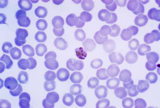 صورة Plasmodium subgen. Plasmodium