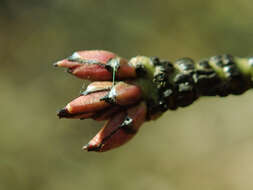 Image de Euonymus verrucosus Scop.