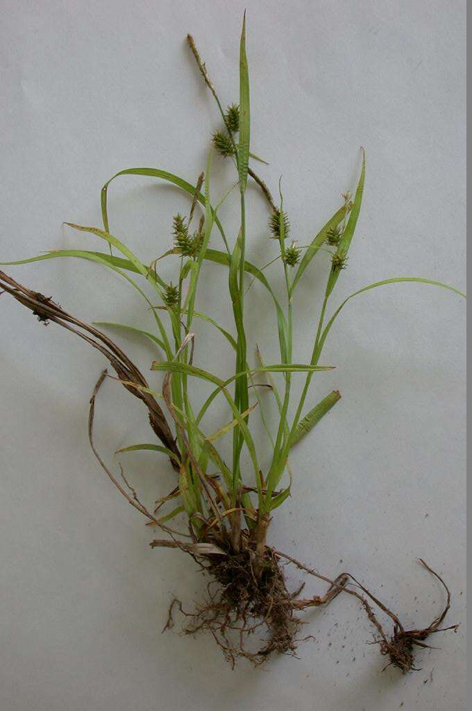 Image of Carex japonica Thunb.