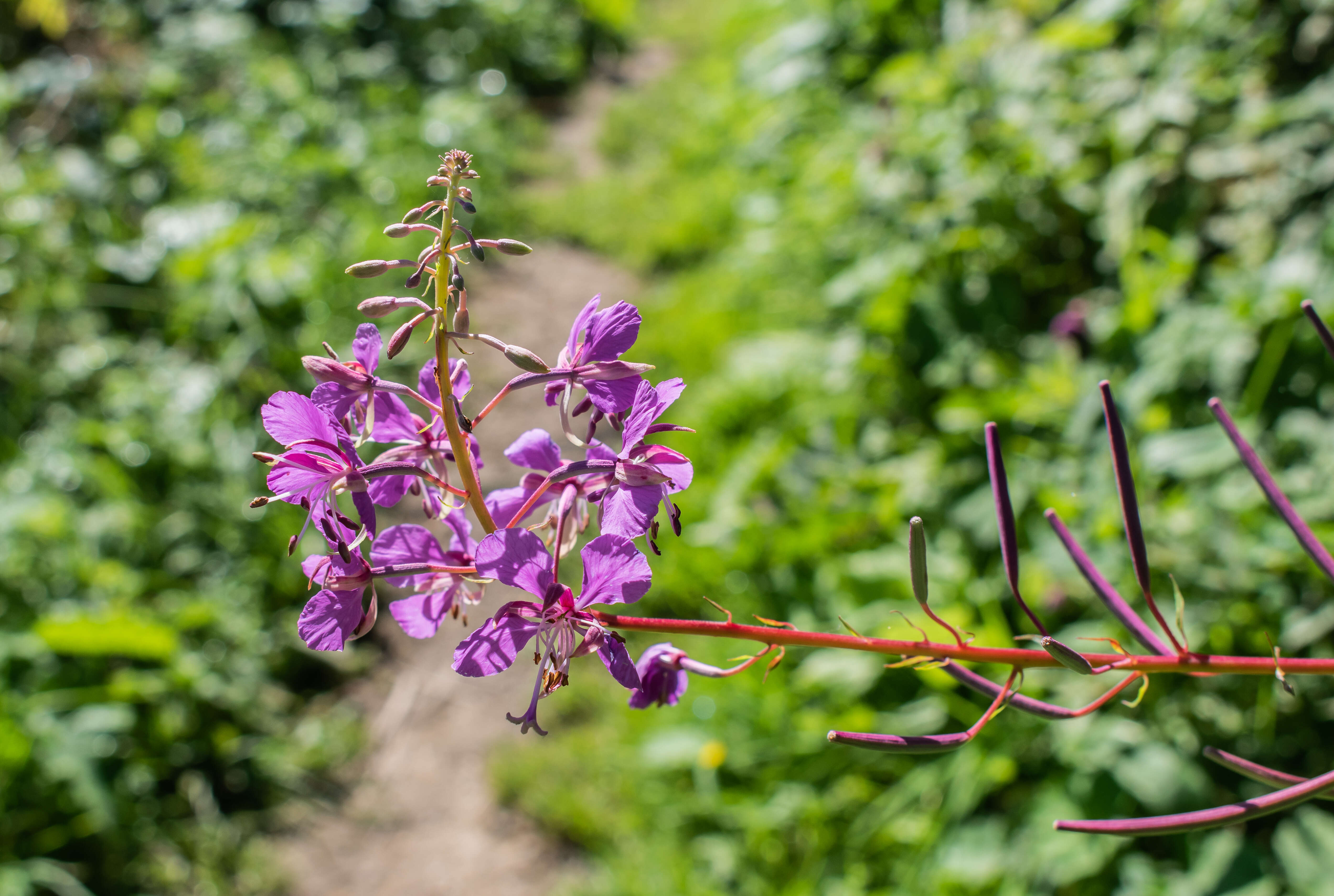 Image of Narrow-Leaf Fireweed