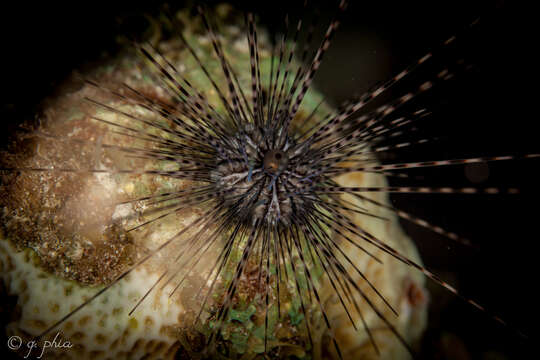 Image of spiny urchin