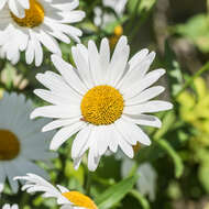 Image of max chrysanthemum