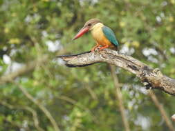 Image of Stork-billed Kingfisher