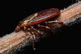 Image of American dog tick