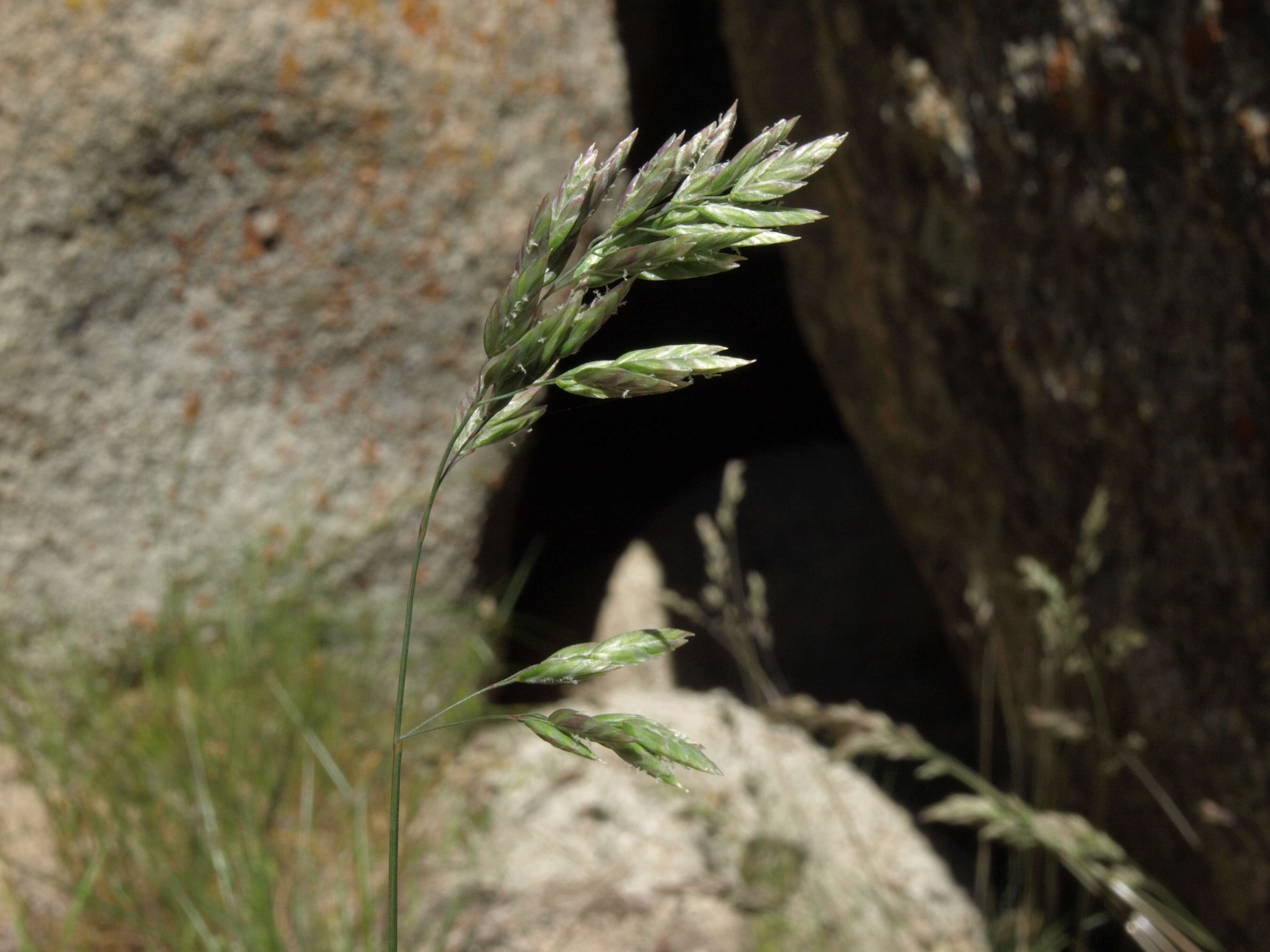 Image de Poa fendleriana (Steud.) Vasey