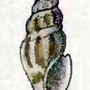 Image of Splendrillia intermaculata (E. A. Smith 1879)