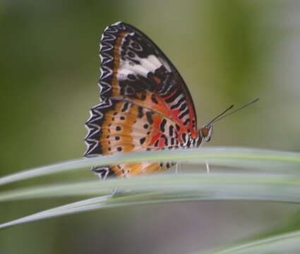 Cethosia biblis Drury 1770 resmi