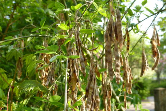 Image of Common Laburnum