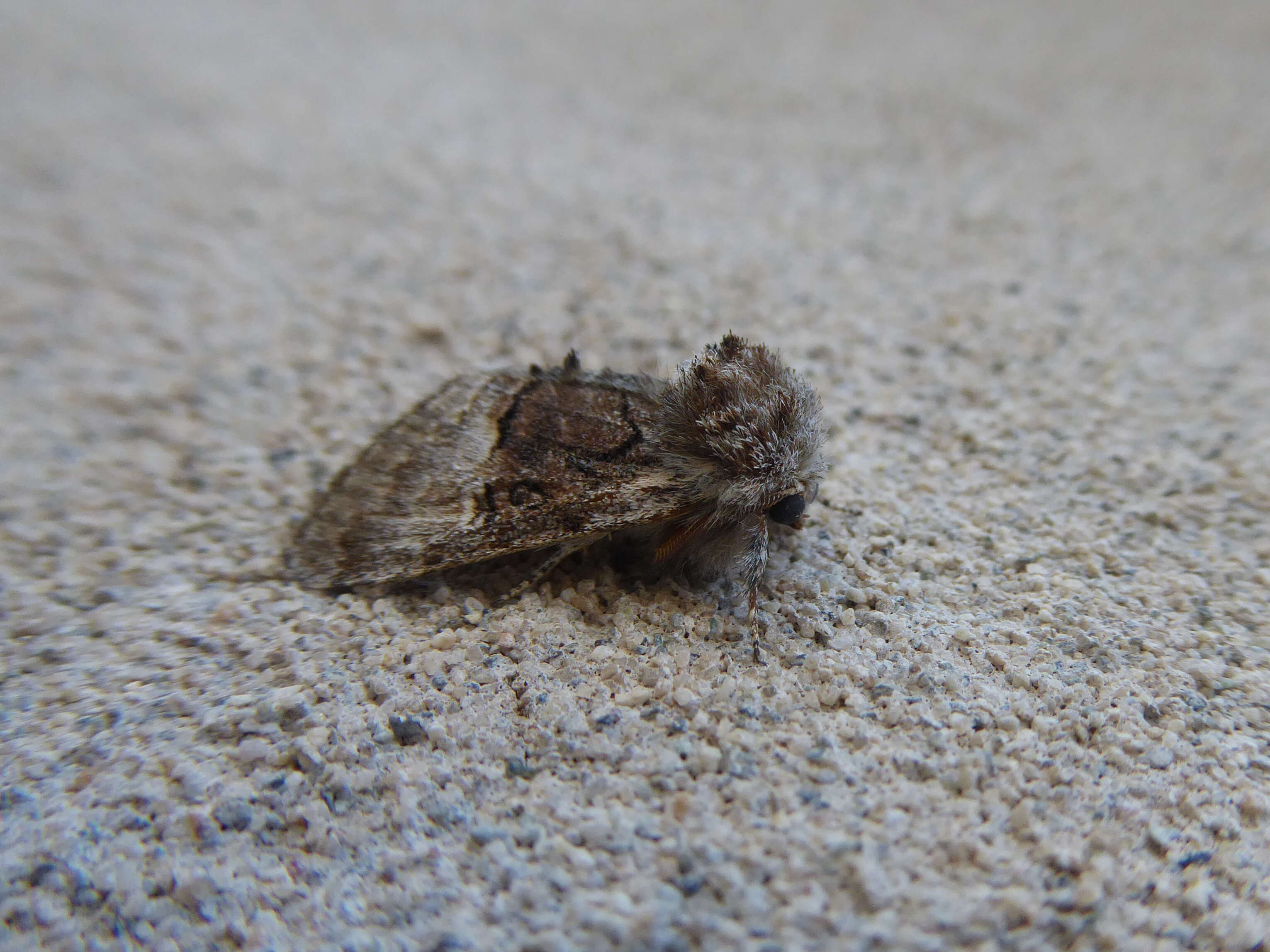 Image of nut-tree tussock