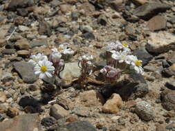 Image of daisy desertstar