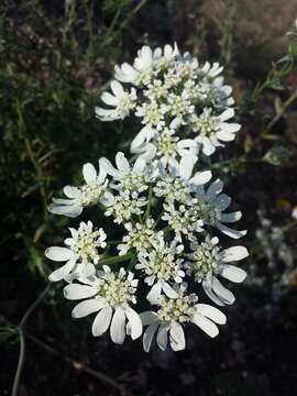 Imagem de Orlaya grandiflora (L.) Hoffm.