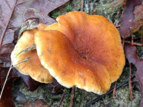 Imagem de Hygrophoropsis aurantiaca (Wulfen) Maire 1921