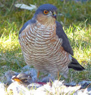 Image of Eurasian Sparrowhawk