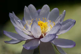 Image of Australian water-lily