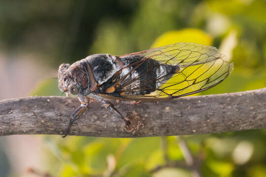 Sivun Cicada barbara (Stal 1866) kuva