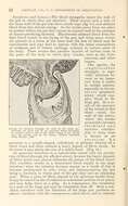Sivun Strongylus vulgaris (Looss 1900) kuva