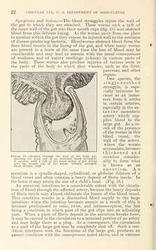 صورة Strongylus vulgaris (Looss 1900)