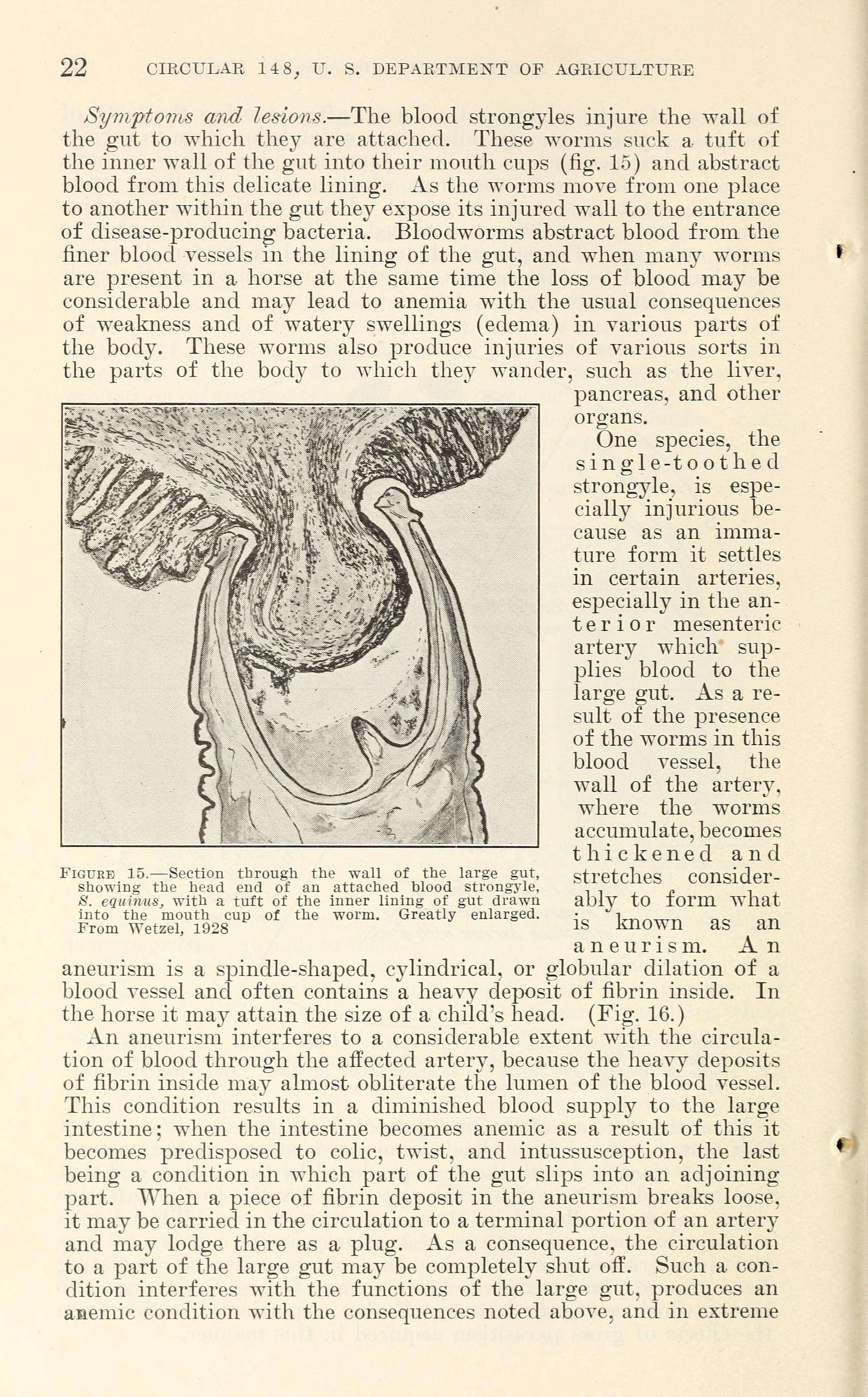 Image of Strongylus vulgaris (Looss 1900)