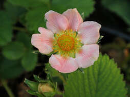 Image of Garden strawberry