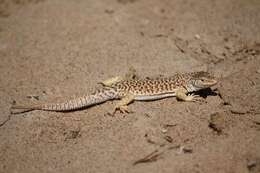 Image of Knox's Ocellated Sand Lizard