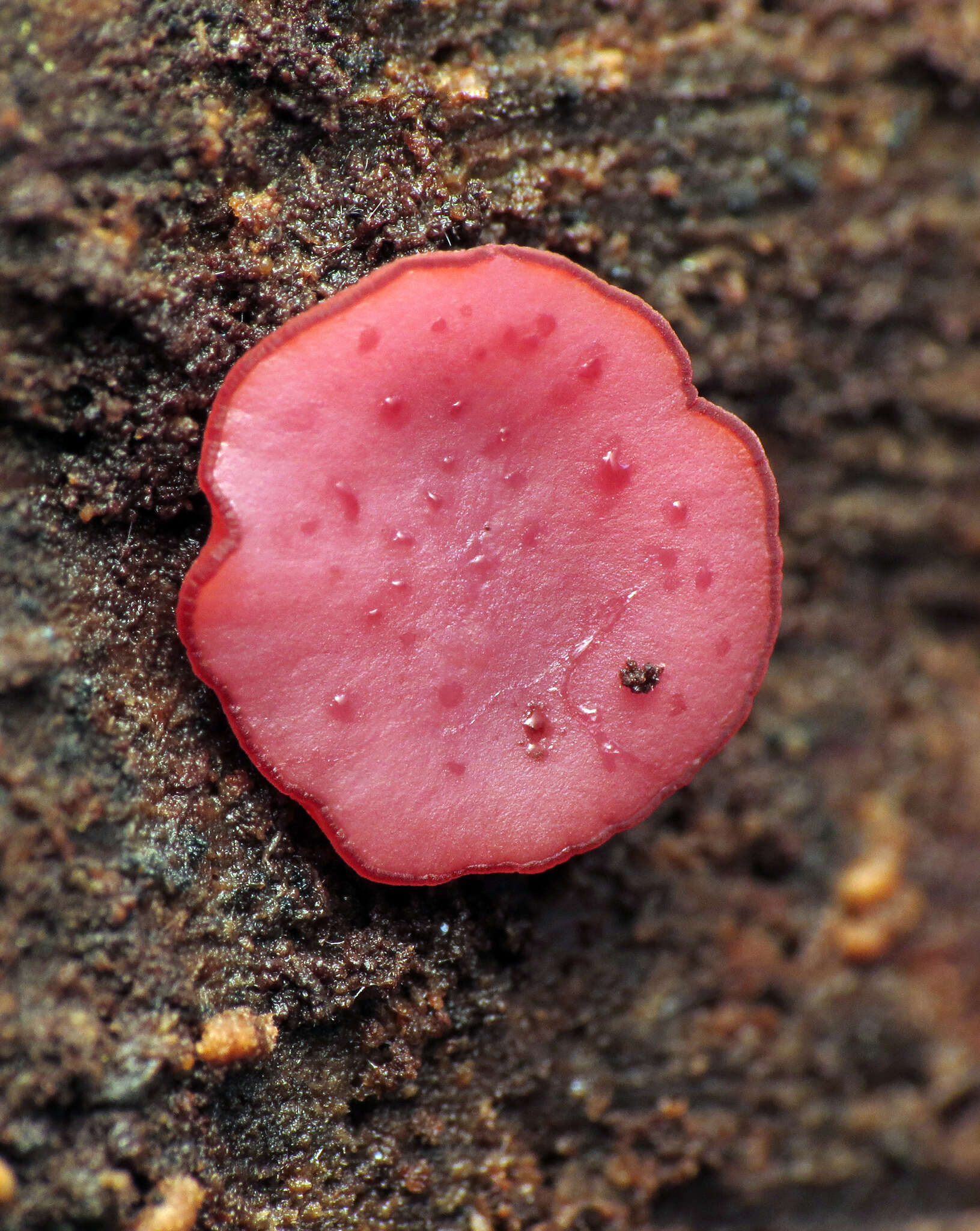 Image of Ascocoryne sarcoides (Jacq.) J. W. Groves & D. E. Wilson 1967