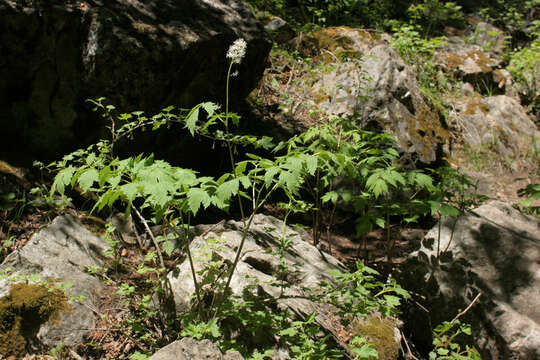 Imagem de Actaea rubra (Ait.) Willd.