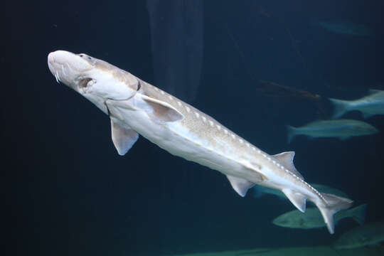 Image of White Sturgeon