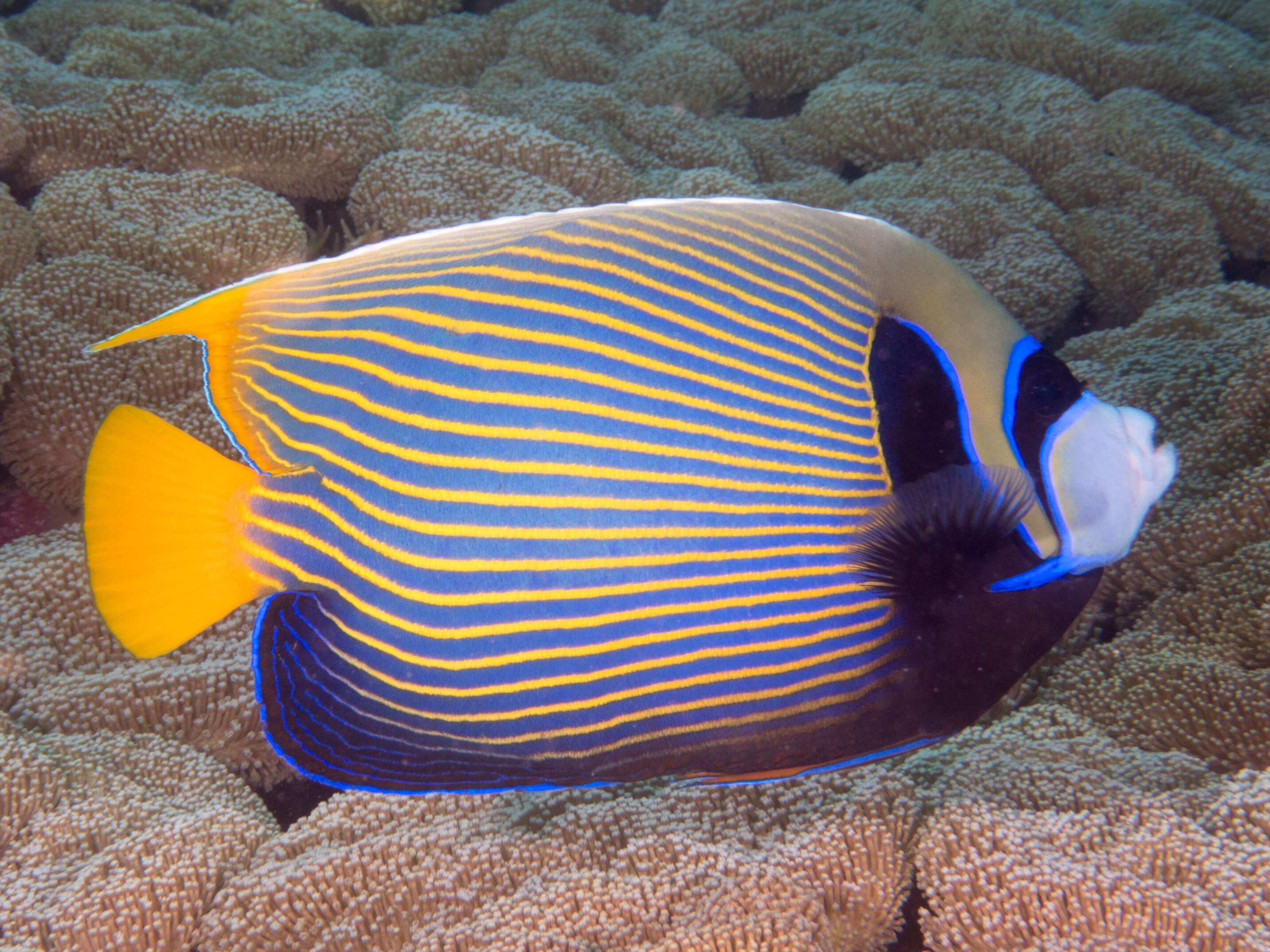 Image of Angelfish