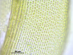 Image de Dicranoweisia crispula Milde 1869